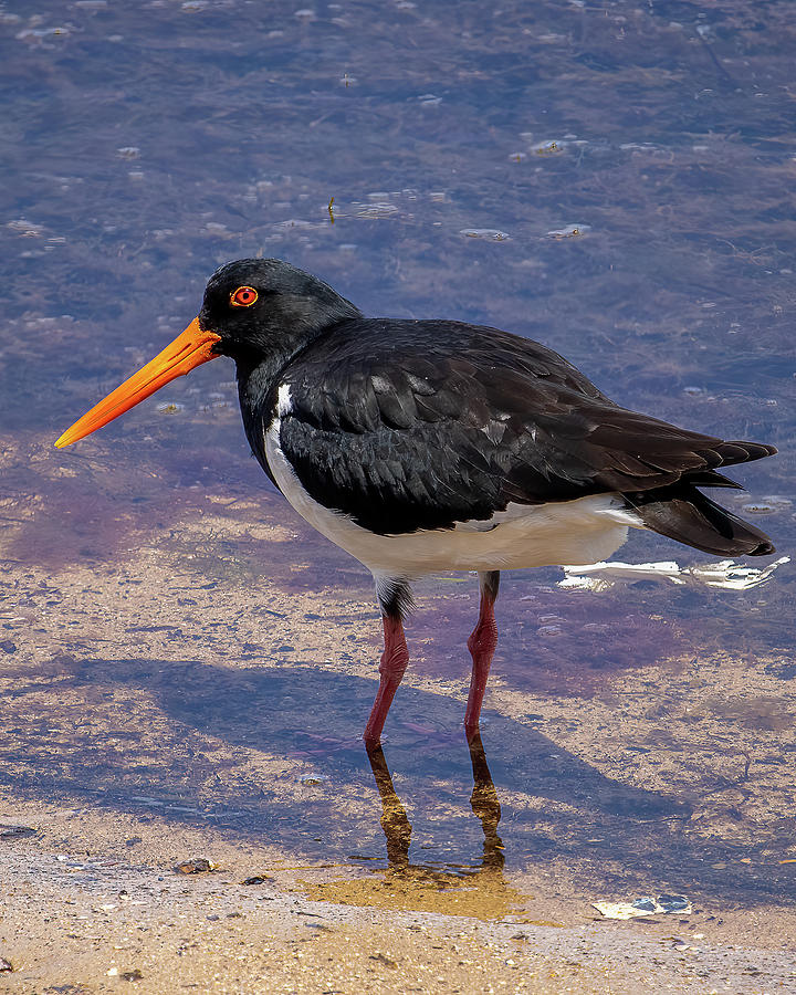 Pied Oystercatcher Photograph by Rick Nelson