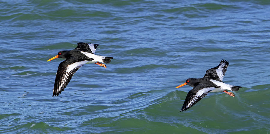 Bird Photograph - Pied Oystercatchers in Flight by Arterra Picture Library