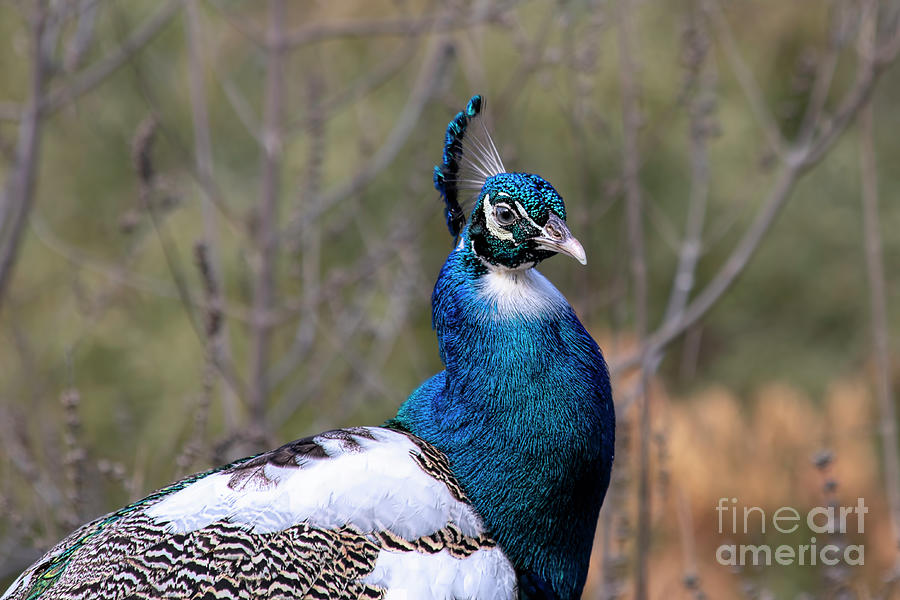 Pied Peacock Photograph by Elisabeth Lucas - Fine Art America