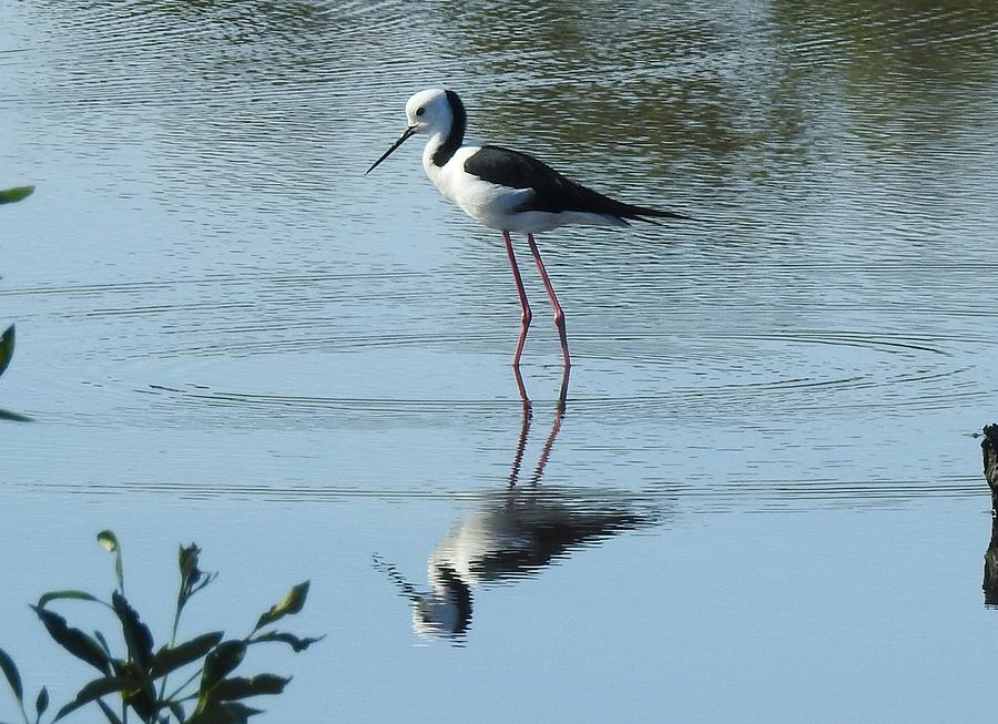 Pied stilt Photograph by Athol KLIEVE - Fine Art America