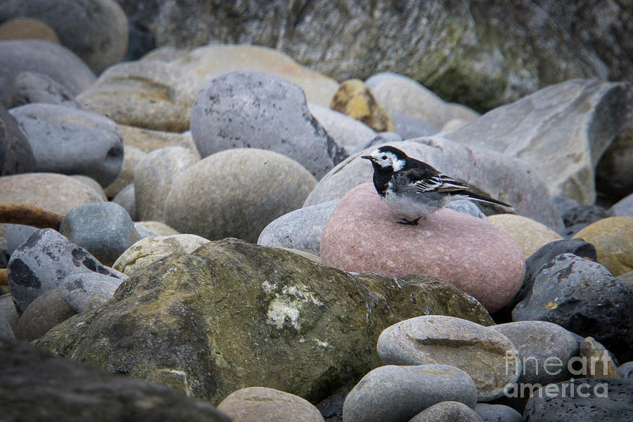 Nature Photograph - Pied Wagtail at the Beach in Ireland by Nancy Gleason