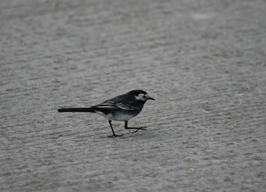 Pied Wagtail Photograph by Callen Harty - Pixels