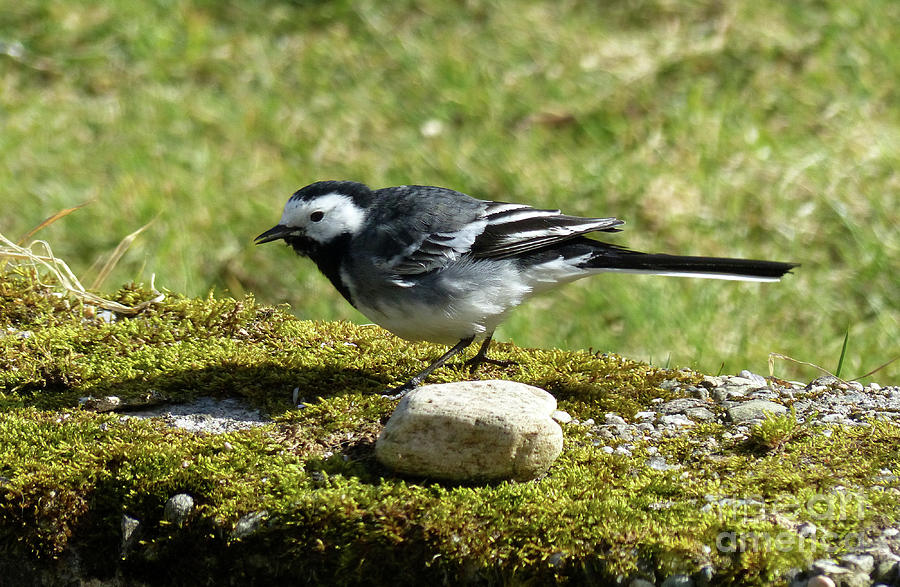 Pied wagtail  Photograph by Phil Banks