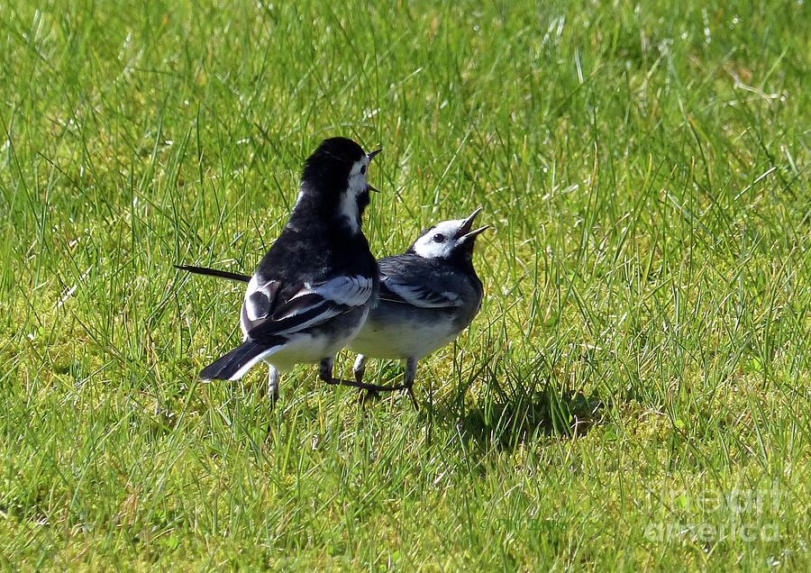 Pied wagtails together Photograph by Phil Banks