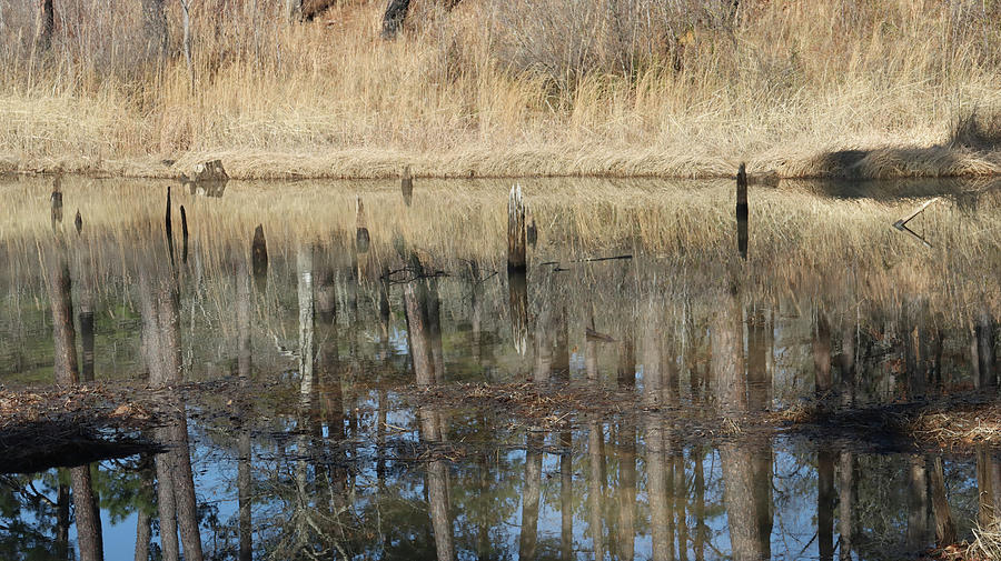 Piedmont Reflections Or Photograph by Ed Williams
