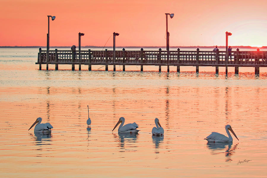 Pier and Pelicans Photograph by Jurgen Lorenzen