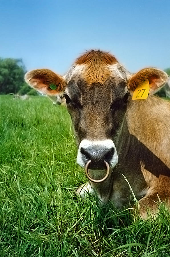 Pierced Cow  Photograph by s0ulsurfing - Jason Swain