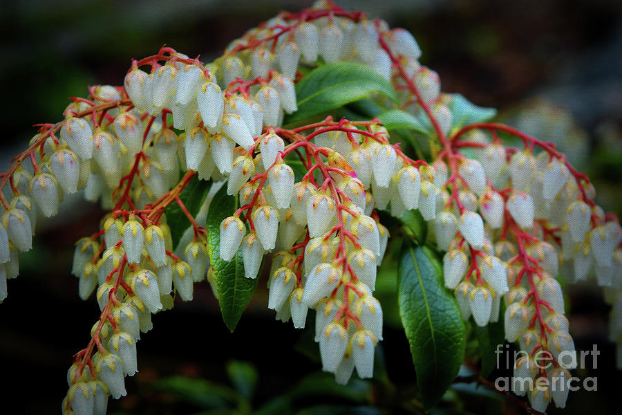 Pieris - Lily of the valley bush Photograph by Yvonne Johnstone