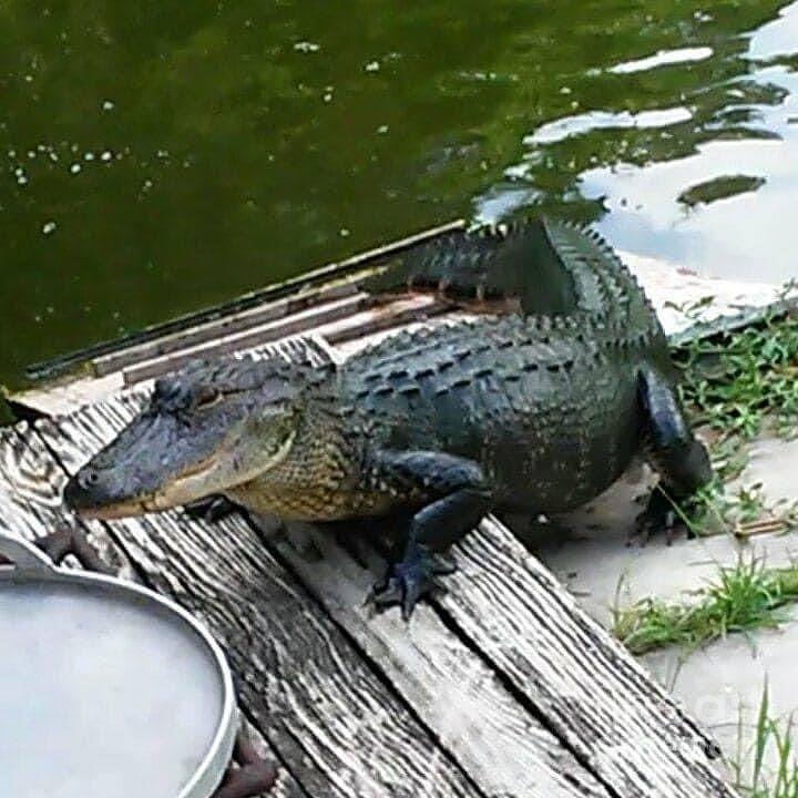 Pierre part Louisiana Photograph by Danielle Riley simmons Pixels