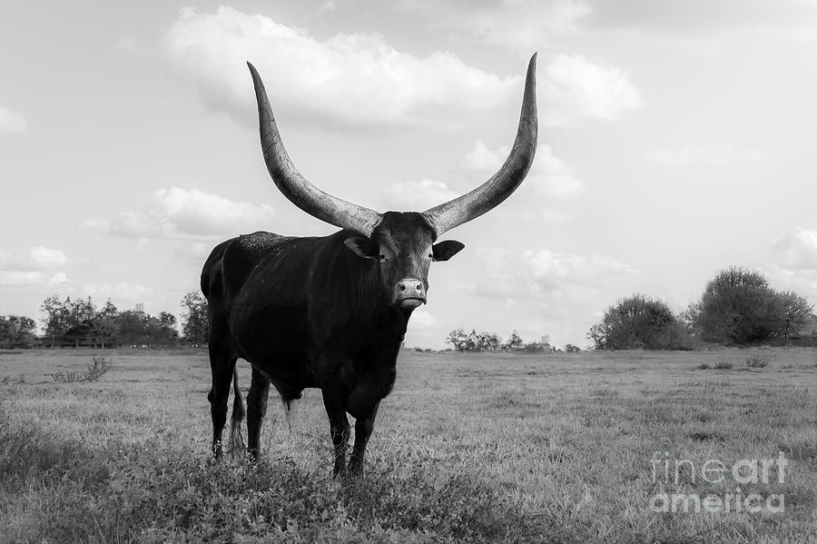 Pierre, the Watusi Longhorn Cow, BW Photograph by Liesl Walsh