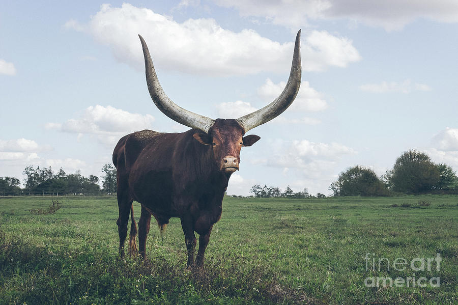 Pierre, the Watusi Longhorn Cow Photograph by Liesl Walsh