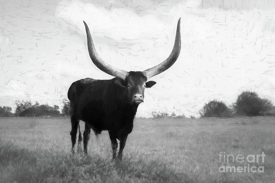 Pierre, the Watusi Longhorn Cow, Painterly BW Photograph by Liesl Walsh