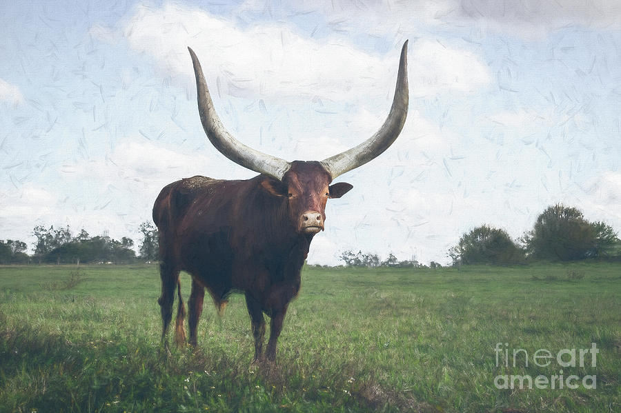 Pierre, the Watusi Longhorn Cow, Painterly Photograph by Liesl Walsh