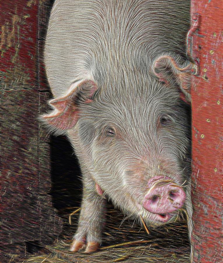 Pig In A Barn Photograph By Karen Mcgillis