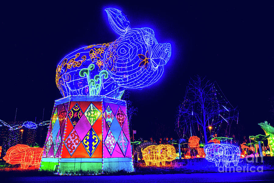 Pig In Chinese Zodiac Animals At Lantern Festival Background Photograph by Luca Lorenzelli