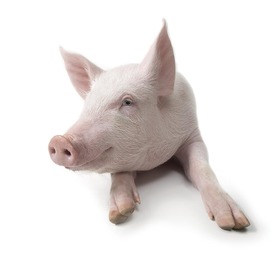 Pig lying down, white background Photograph by Digital Zoo