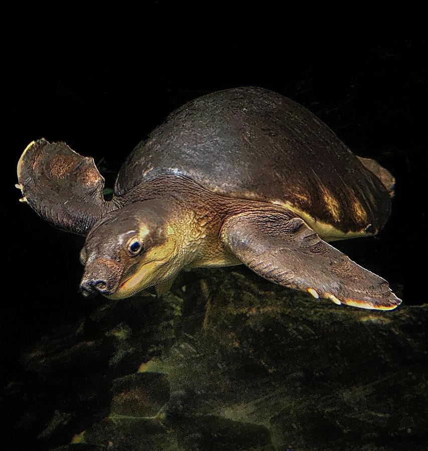 Pig Nose Turtle Photograph by Steve Parella - Fine Art America