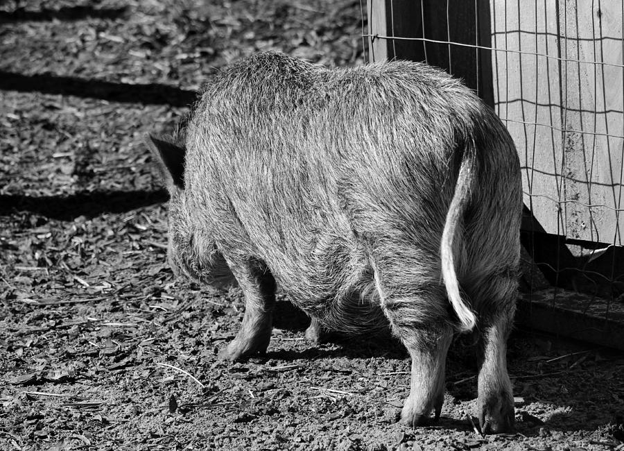 Pig Tail Photograph by Cynthia Guinn