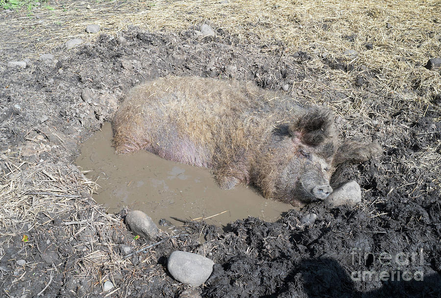 Pig wallowing in a mud bath Photograph by Bryan Attewell