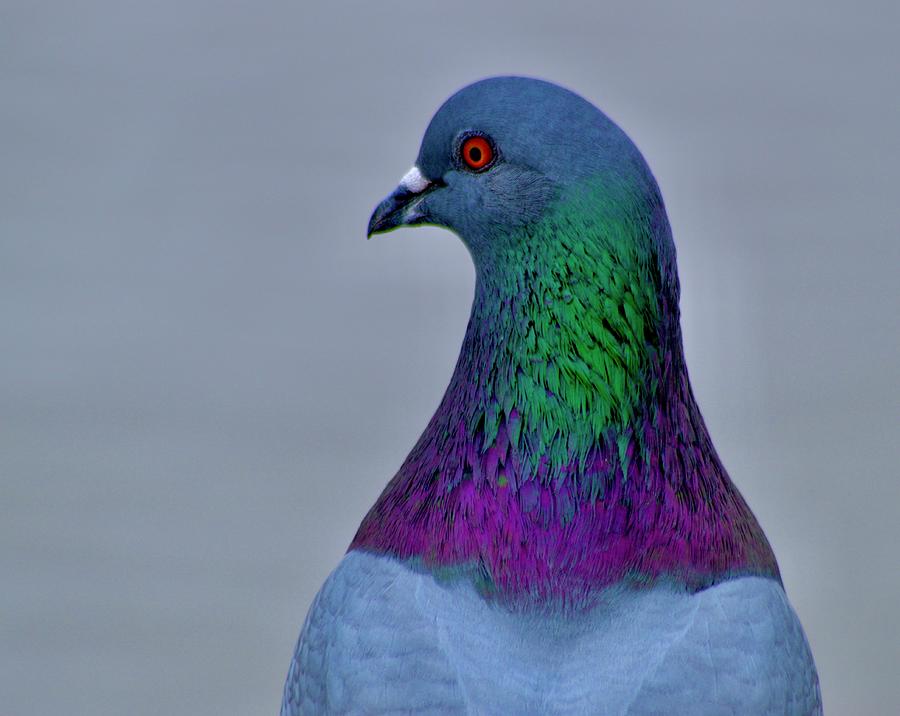 Pigeon Color 2 Photograph by Warren Thompson