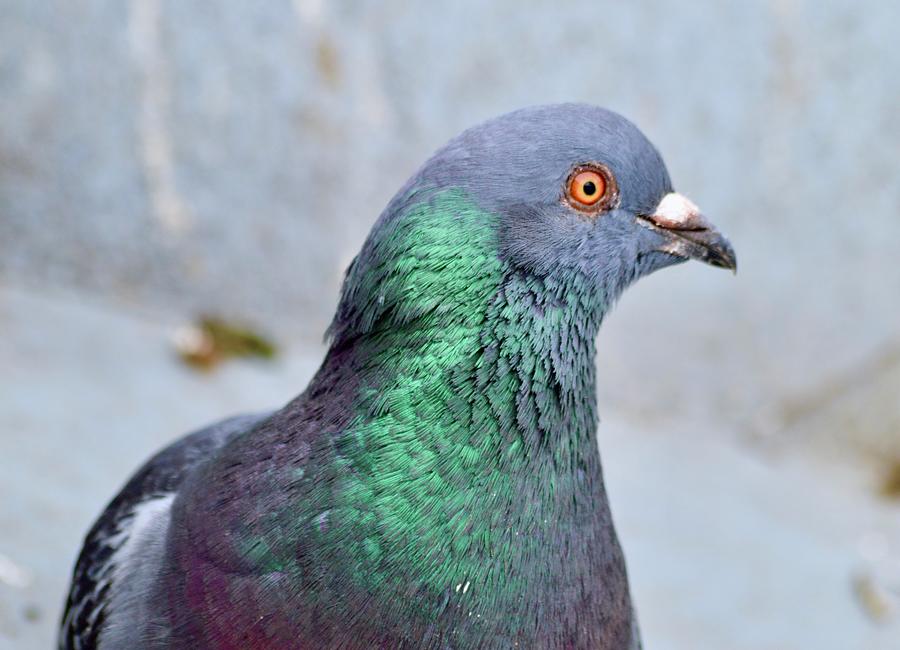 Pigeon Color Photograph by Warren Thompson
