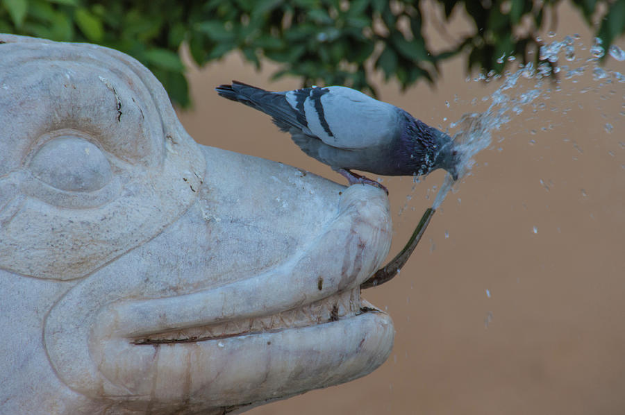 Pigeon drinking Photograph by Francisco Capilla Hervas - Fine Art America