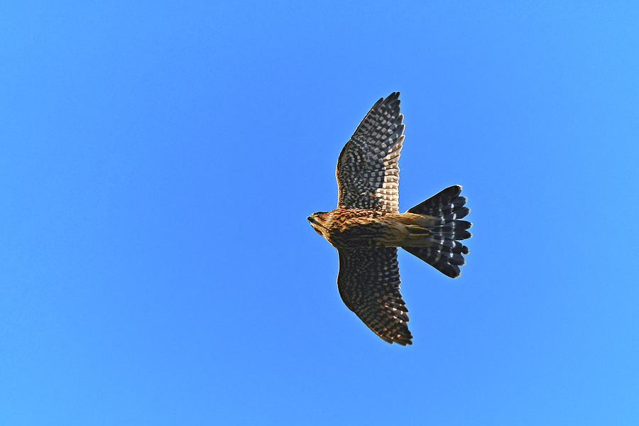 Pigeon hawk's powerful flight Photograph by Asbed Iskedjian Pixels