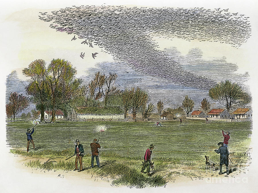 PIGEON HUNTING, c1875 Photograph by Granger