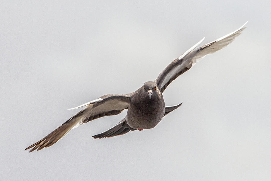 Pigeon in Flight Photograph by Bob Decker