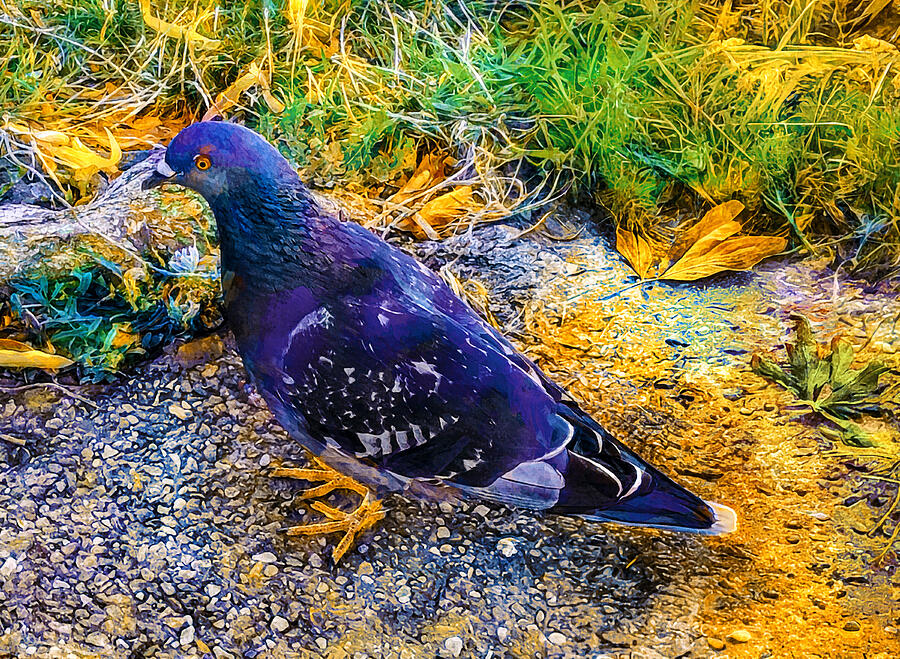 Pigeon in grass with autumn leaves - digital painting in blue, green and orange hues Digital Art by Nicko Prints Pigeon in grass with autumn leaves - digital painting in blue, green and orange hues Digital Art by Nicko Prints