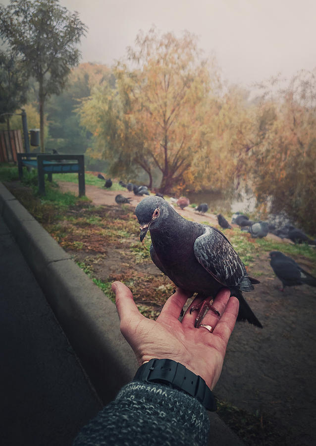 Pigeon In Hand Photograph
