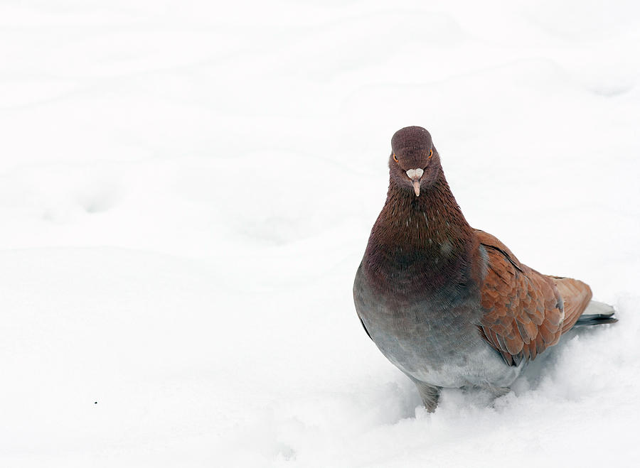 Pigeon In Snow Photograph by Ivto1