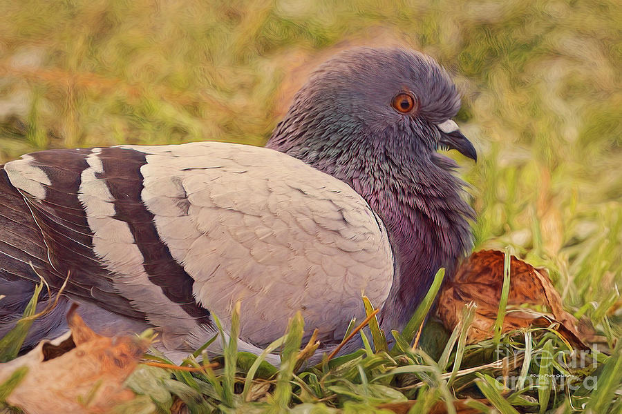Pigeon In The Park Photograph