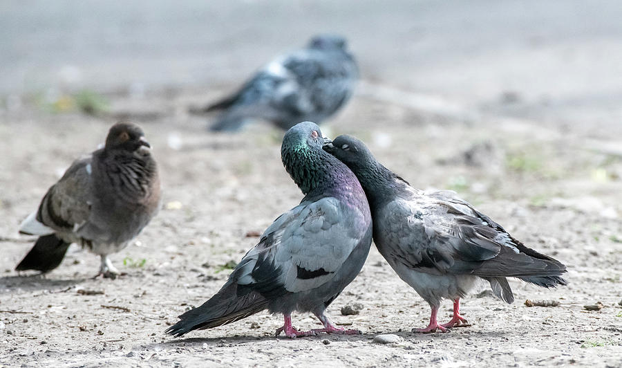 pigeon, Kemerovo region, siberia, russia Photograph by Sergey Sherstnev ...