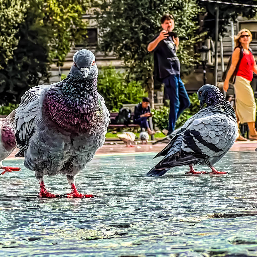 Pigeon Look Photograph by David Ralph Johnson