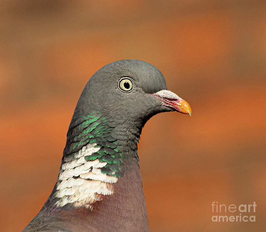 Pigeon Photograph by Nick Eagles