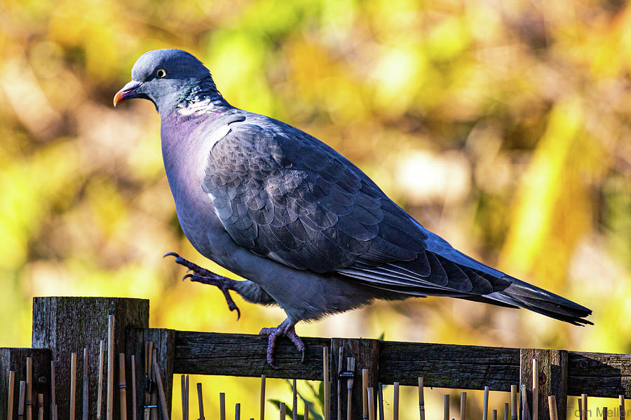 Pigeon On A Fence Photograph By Urbancrawl Designs Fine Art America