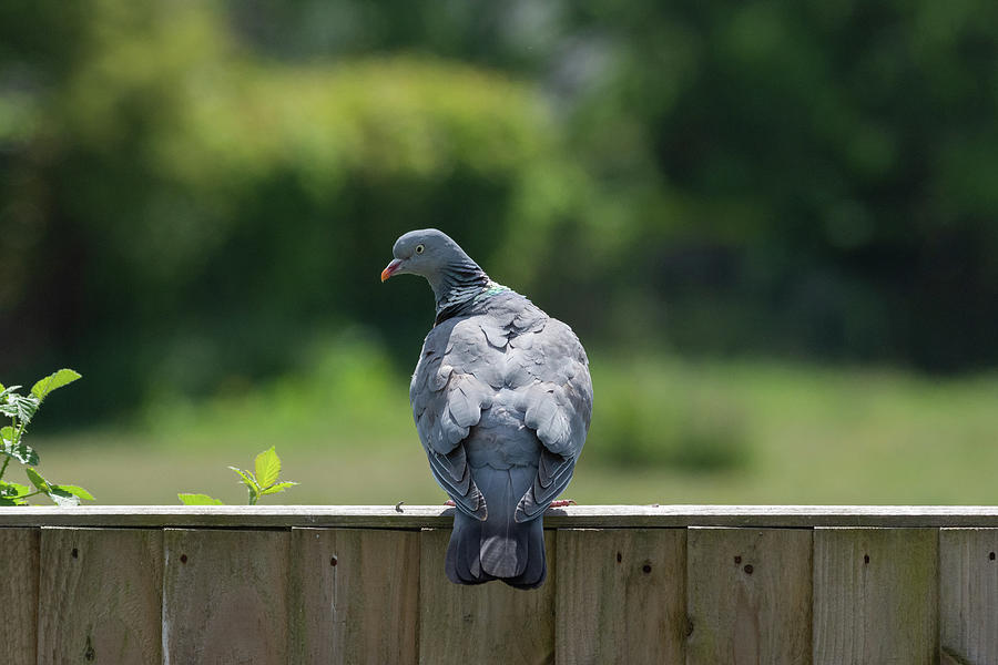 Pigeon on a wooden fence looking back Photograph by Scott Lyons