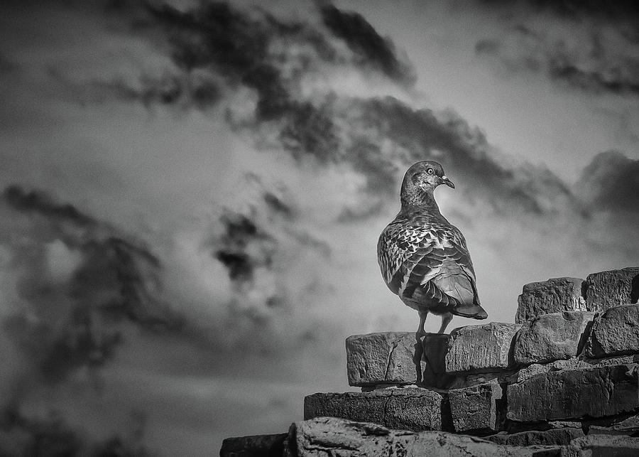 Pigeon Photograph - Pigeon On Bricks by Bob Orsillo