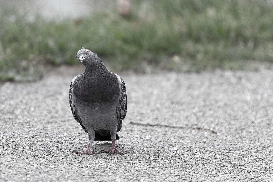 Pigeon on street Photograph by Vincenzo Davide Martella / FOAP