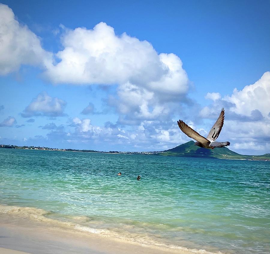 Pigeon in flight over Kailua Beach Photograph by Andrea Callaway