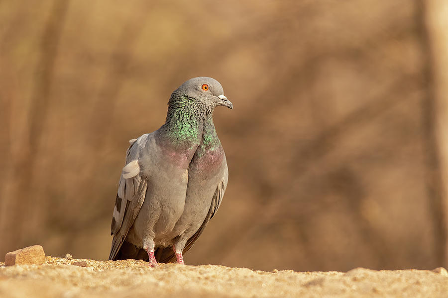Pigeon Portrait Photograph by Ramabhadran Thirupattur
