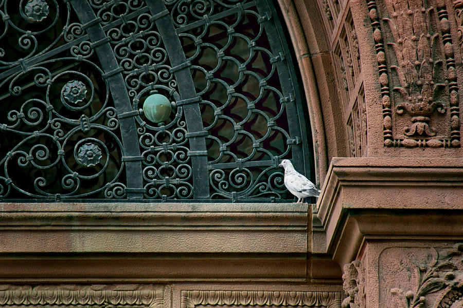 Pigeon - The Omaha Building Photograph by Nikolyn McDonald