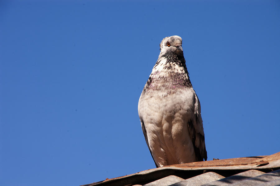 Pigeon Watch Photograph by Jose Rojas