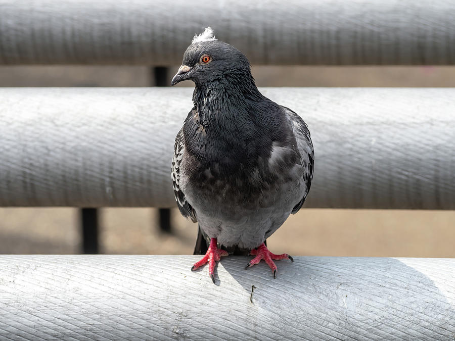 Pigeon With A Feather On Its Head Photograph