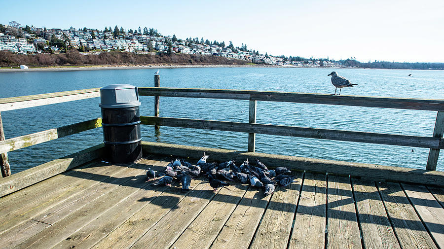 Pigeons and a Sea Gull Photograph by Tom Cochran