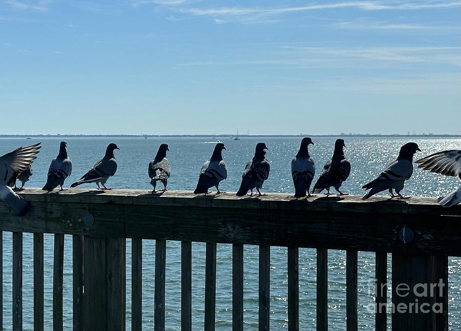 Pigeons at Fishing Pier Photograph by Catherine Wilson