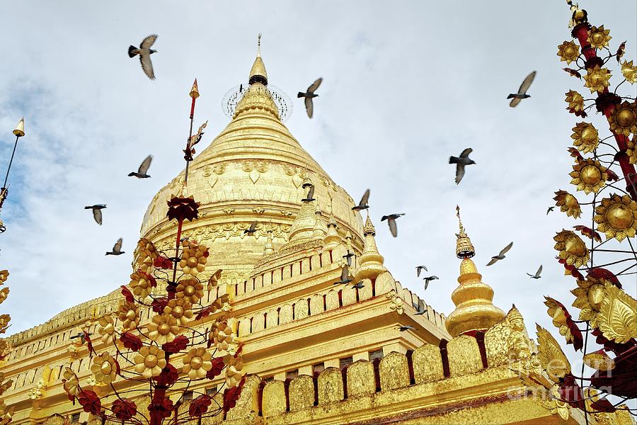 Pigeons Flying Over Shwezigon Pagoda Photograph by Dean Harte
