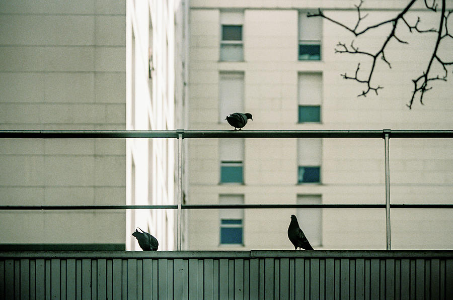 Pigeons in the matrix Photograph by Barthelemy De Mazenod