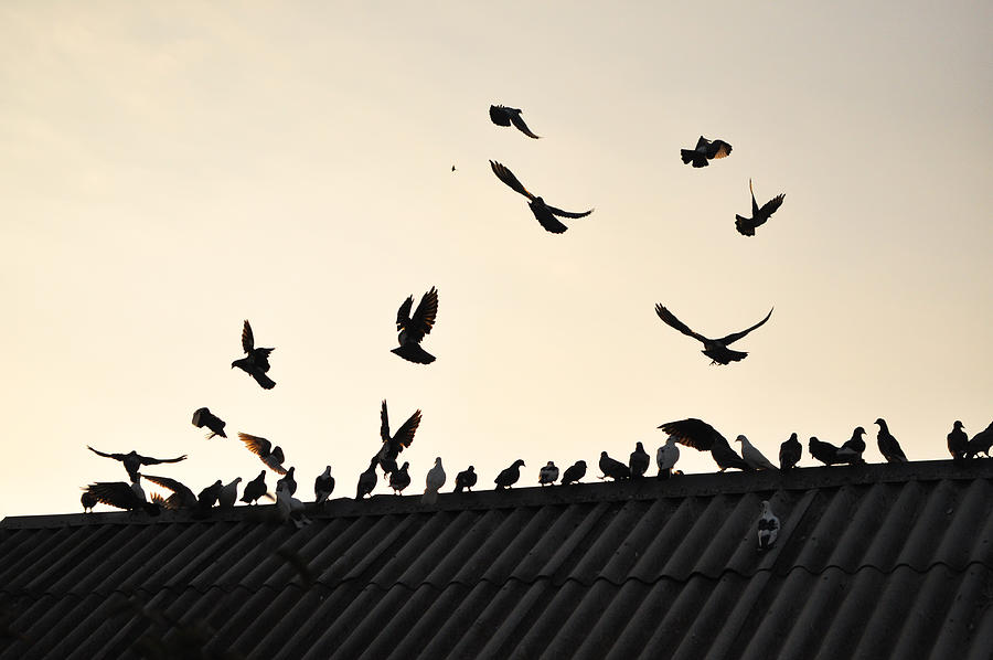 Pigeons in the sky. Photograph by Sergunt